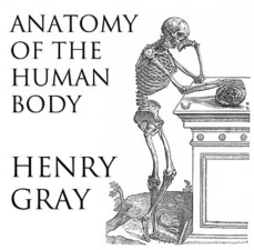 Gray's Anatomy