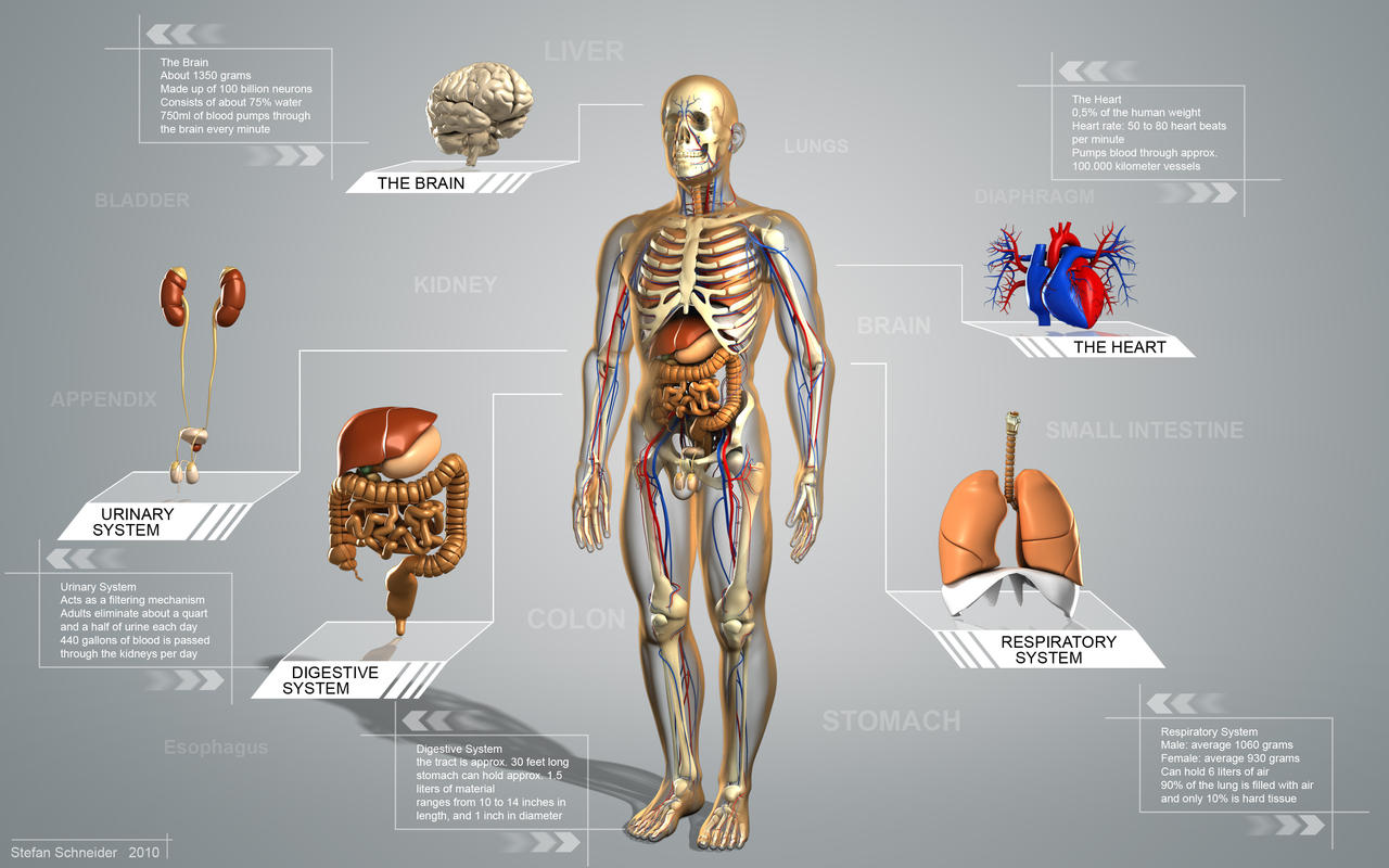 An educational diagram of human anatomy showing the brain, heart, lungs, and digestive system with informational callouts.